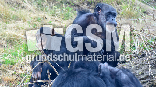 Schimpanse_1 (2).jpg